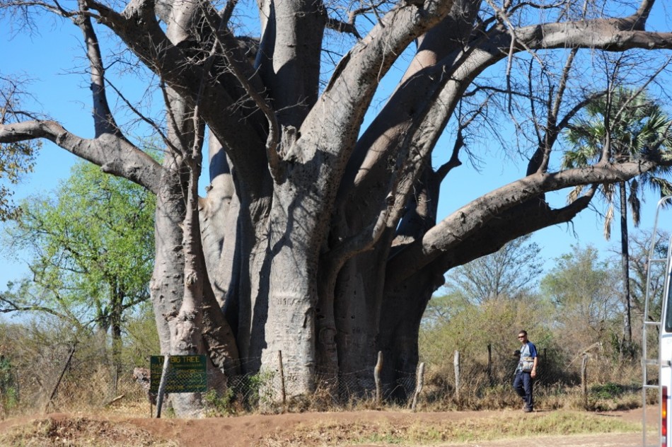 The Big Baobab Tree