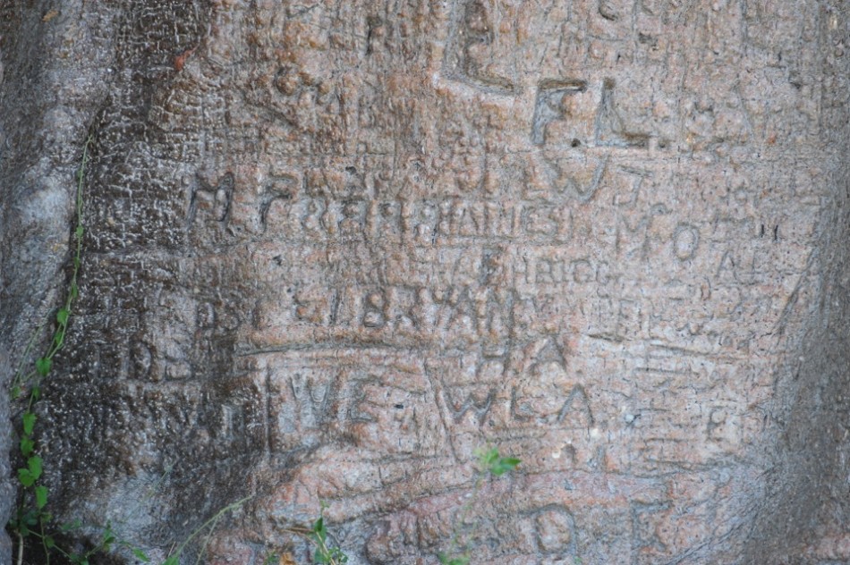 19th Century Graffiti on the Baobab