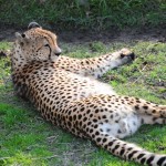 Adult Cheetah
