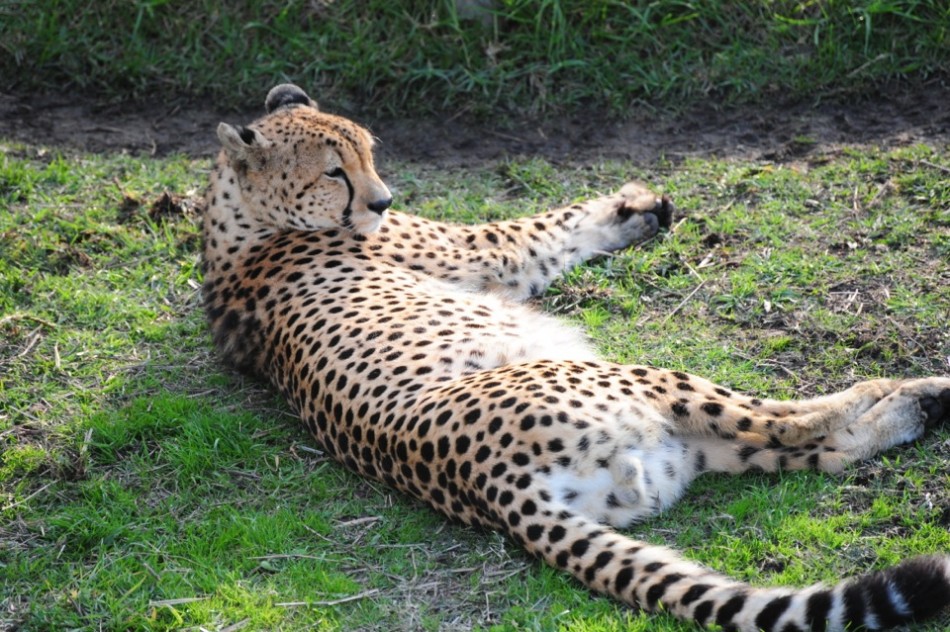Adult Cheetah