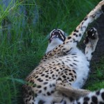 Cheetah Making a Funny Face