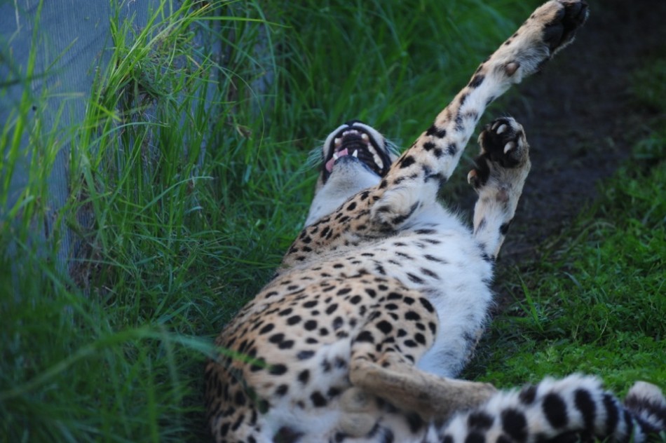 Cheetah Making a Funny Face