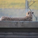 Reclining Cheetah