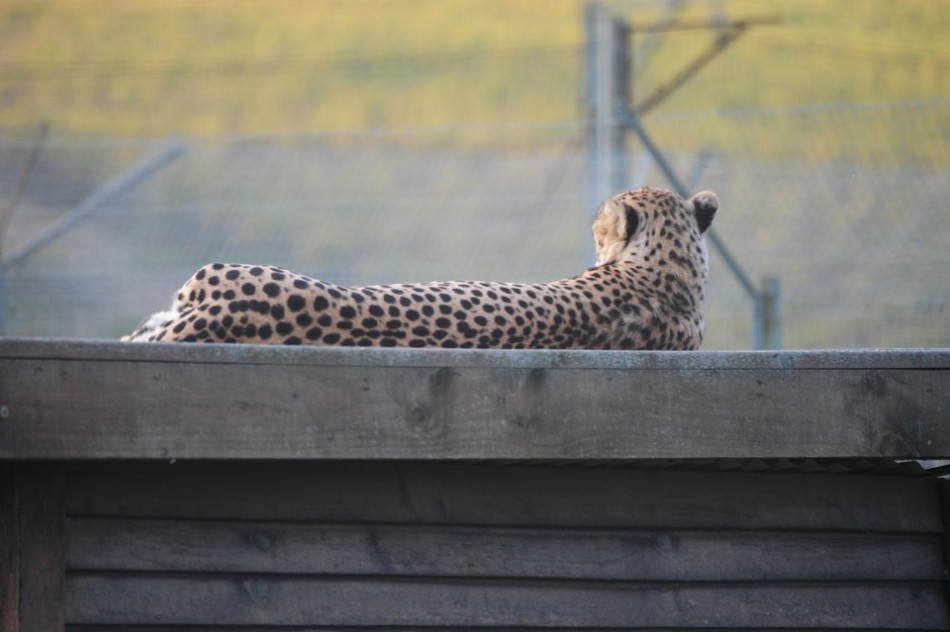 Reclining Cheetah