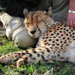 Cheetah Close-Up