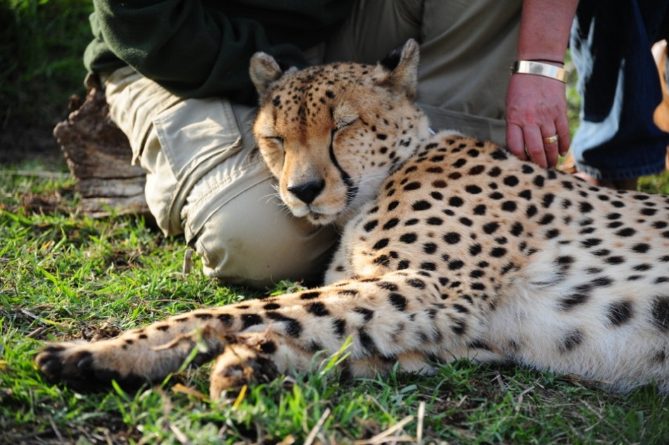 Cheetah Close-Up