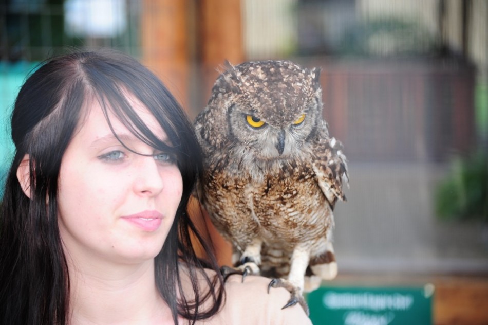 Owl on a Lady's Shoulder