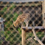 Serval Cat