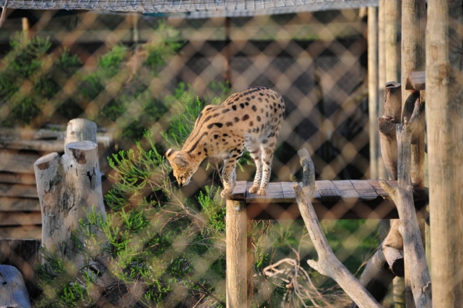 Serval Cat