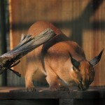 Caracal