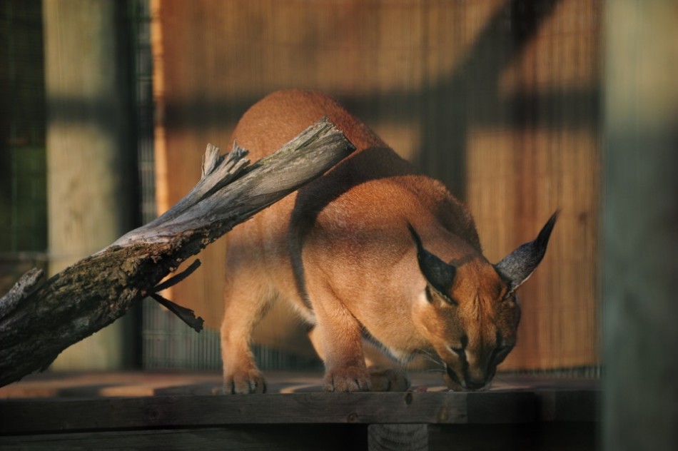 Caracal