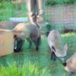 Some Kind of Fox