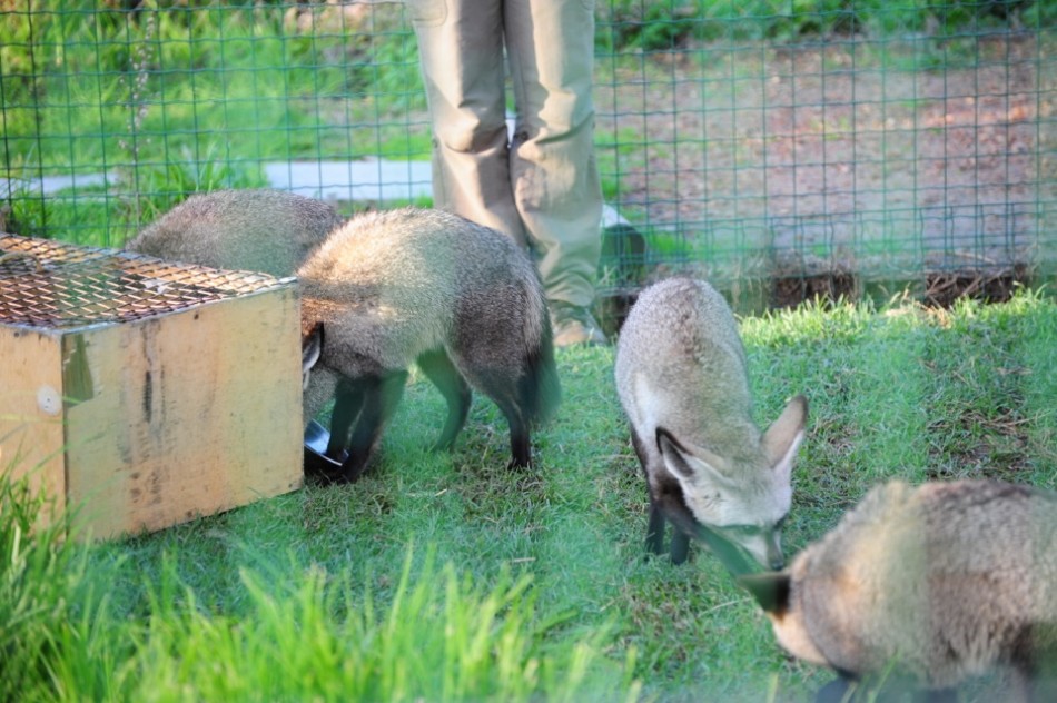 Some Kind of Fox