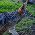 Black-Backed Jackal
