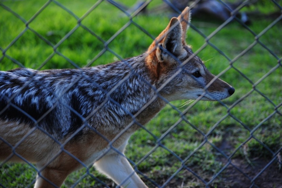 Black-Backed Jackal