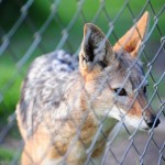 Black-Backed Jackal