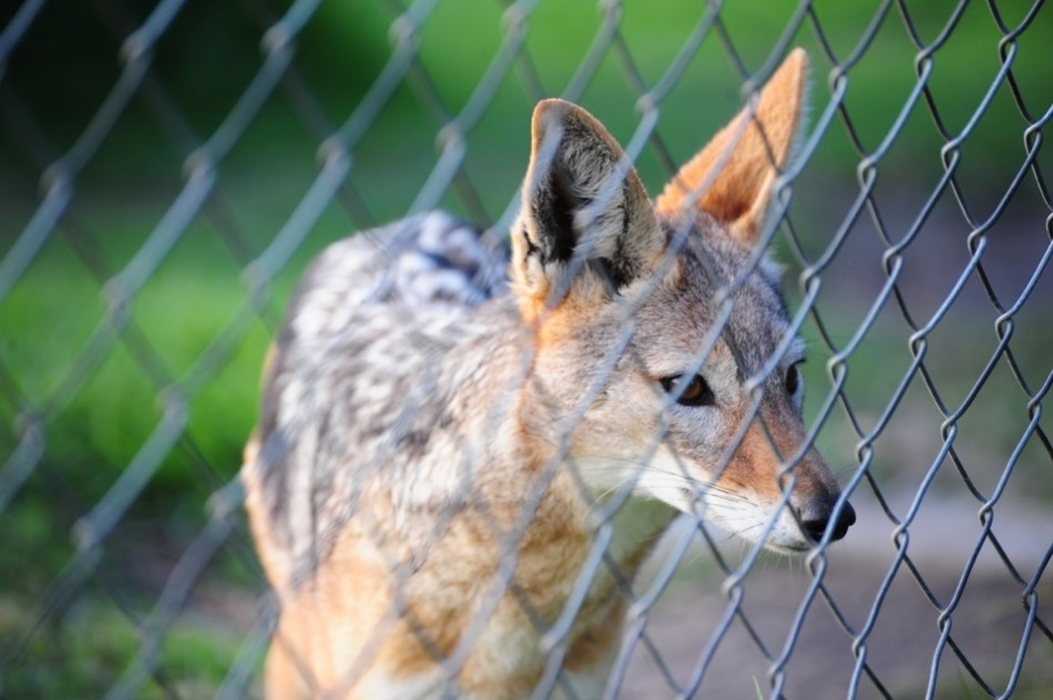 Black-Backed Jackal