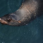 Fur Seal in Kalk Bay