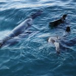 Fur Seals in Kalk Bay