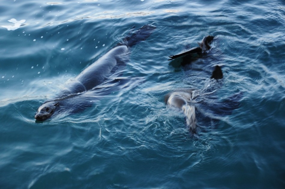 Fur Seals in Kalk Bay