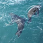 Seals Playing in Kalk Bay
