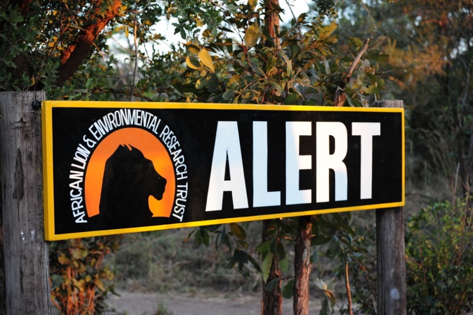 Lion Walk at the African Lion & Environmental Research Trust
