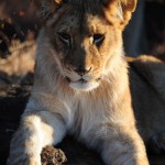 Meeting the Lions