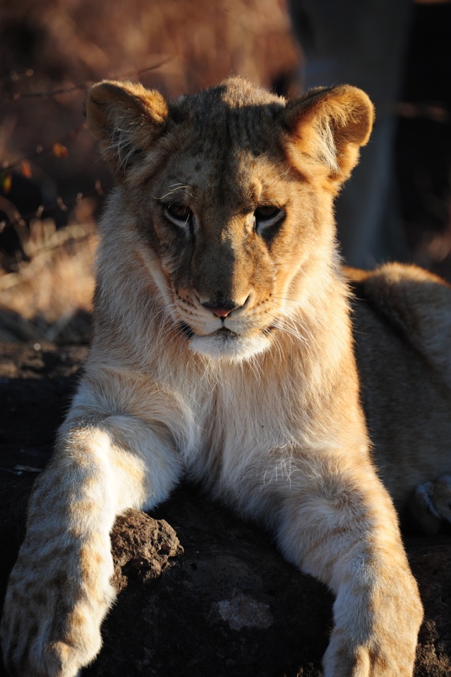 Meeting the Lions