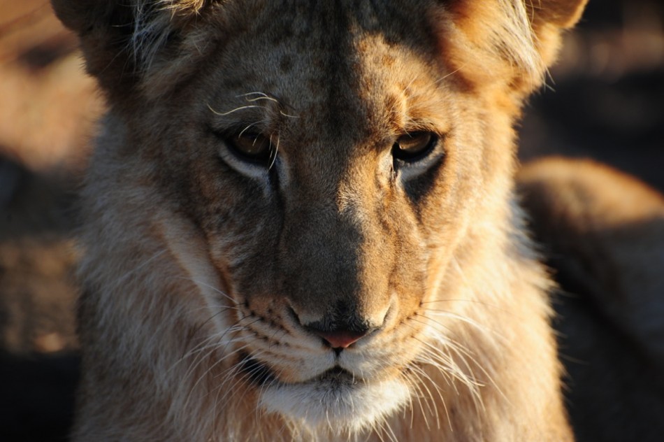 Lion Close Up