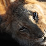 Sleepy Lion
