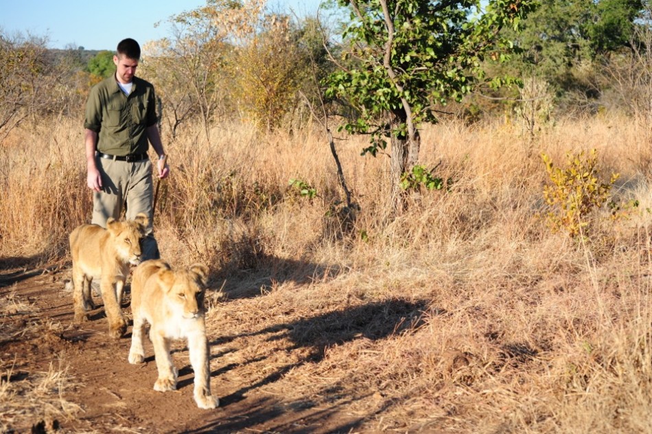 Vic Walking with the Lions