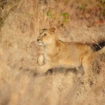 Lion Playing on the Trail