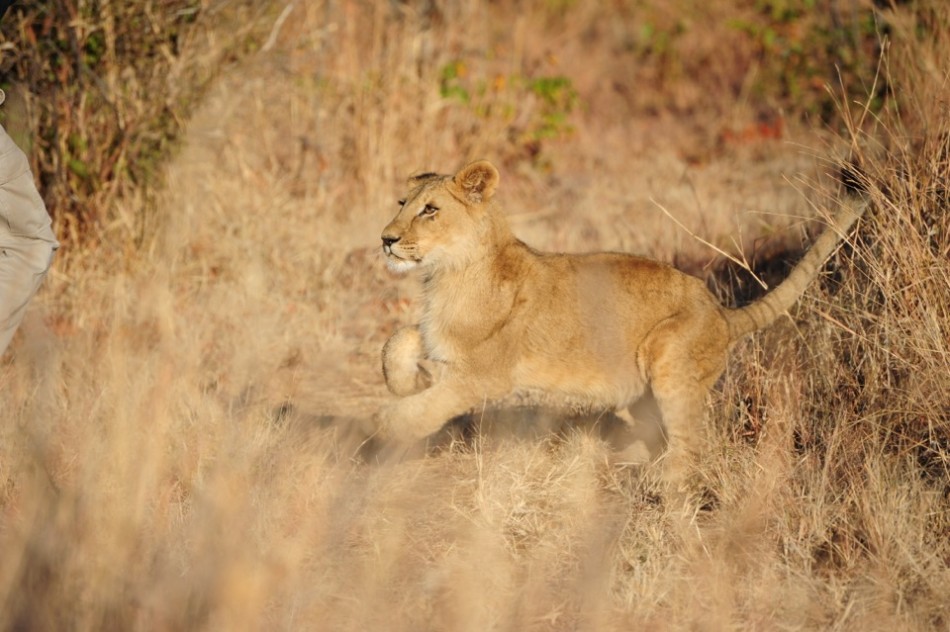 Lion Playing on the Trail