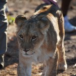 Walking with the Lions