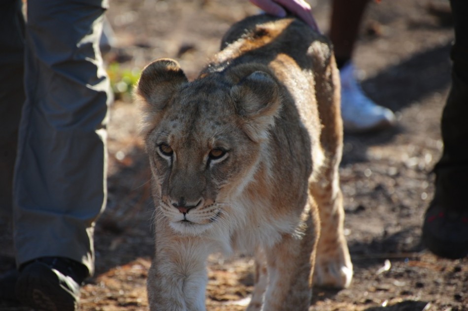 Walking with the Lions