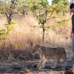Vic Walking with a Lion