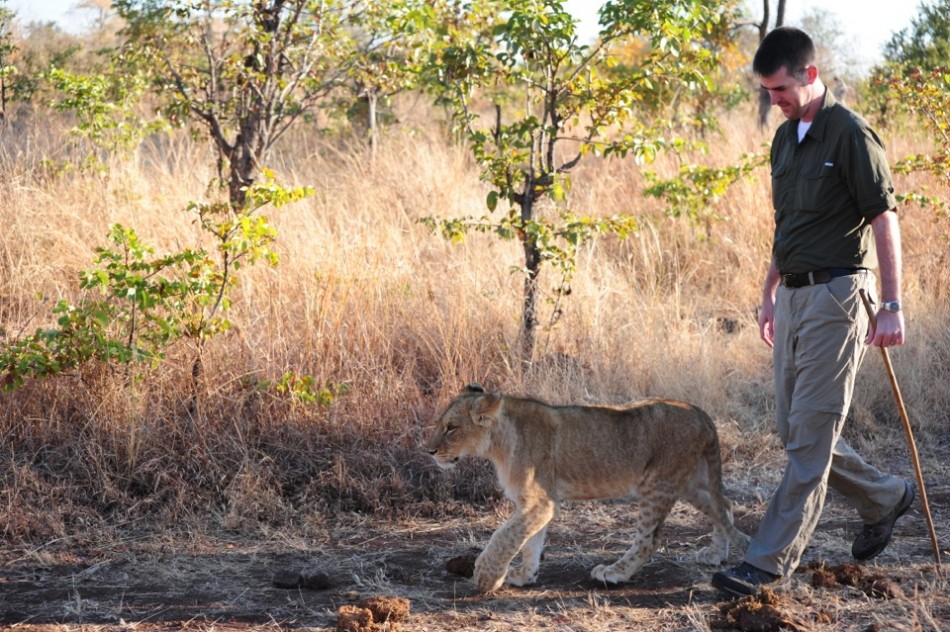 Vic Walking with a Lion