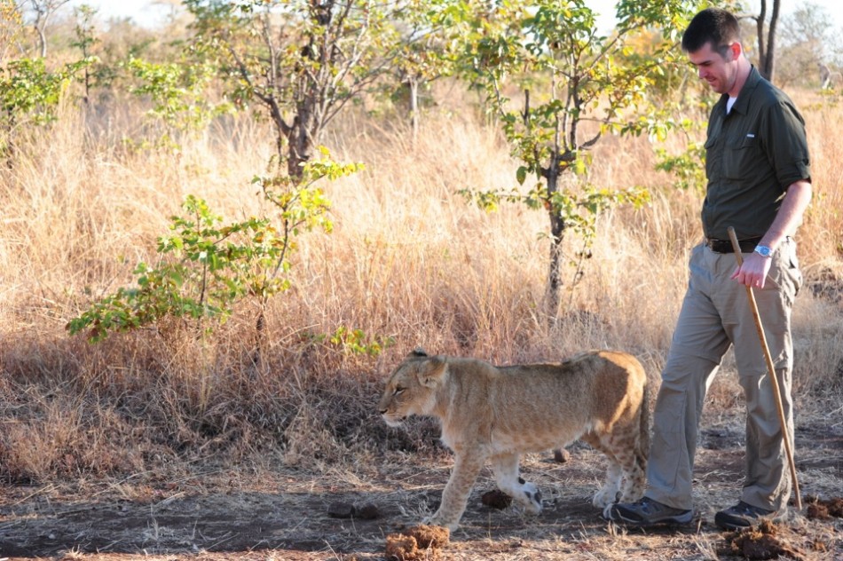 Vic Walking with a Lion