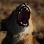 Lion Yawn - Pt. 1