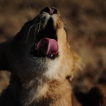 Lion Yawn - Pt. 2