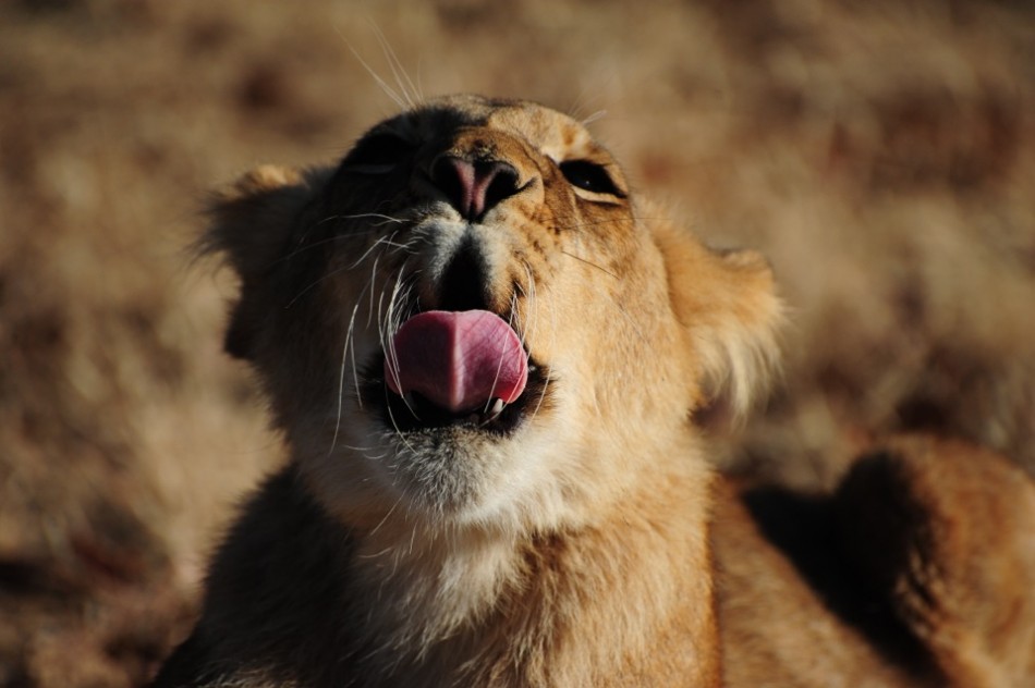 Lion Yawn - Pt. 3