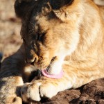 Lion Licks Its Paws