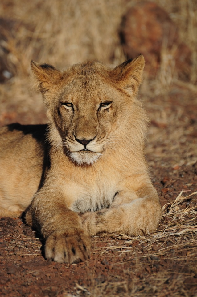 Lions Laying in the Sun