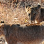 Adolescent Lions