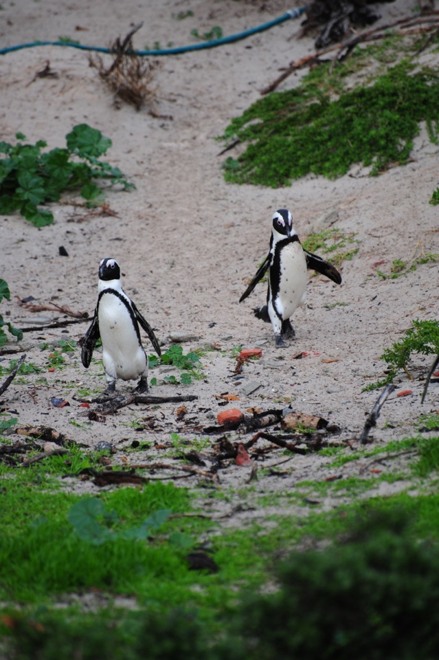 Peguins in Simon's Town