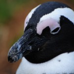 Penguin Close-Up