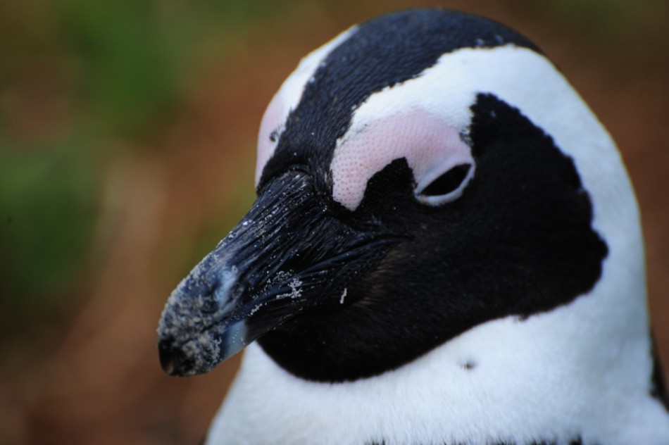 Penguin Close-Up