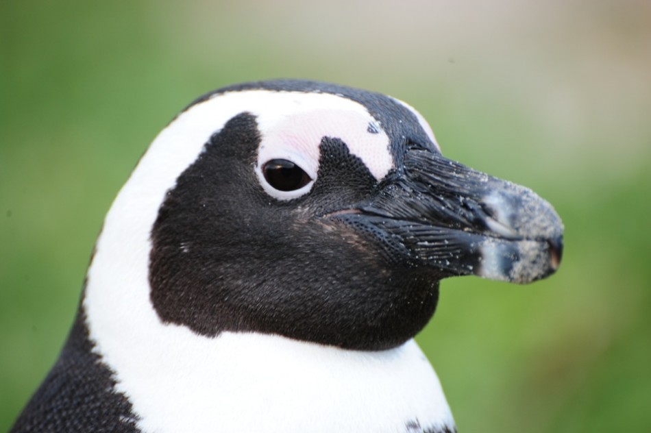 Penguin Close-Up