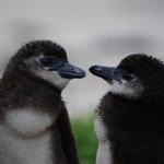 Adolescent Penguins