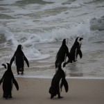 Penguins Go For a Swim